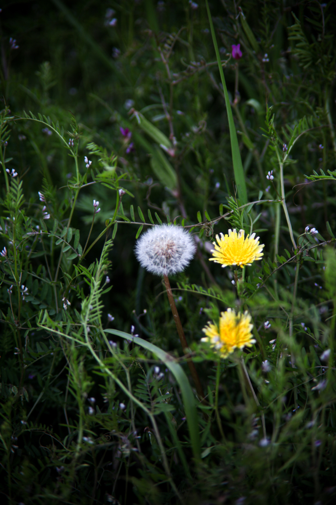 CanonEOS5Dmk2 CanonFD135mmF2.5sc iso100 135mm f2.5 1/650 M photo : toshimasa