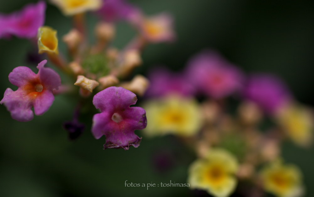CanonEOS5Dmk2 Sigma50mmF2.8macro iso100 50mm f2.8 1/320 M