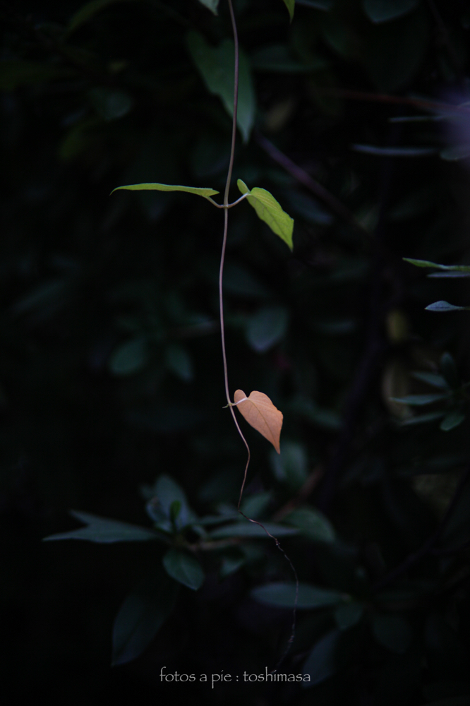 CanonEOS5Dmk2 CanonFD135mmF2.5sc iso100 135mm f2.5 1/125 M