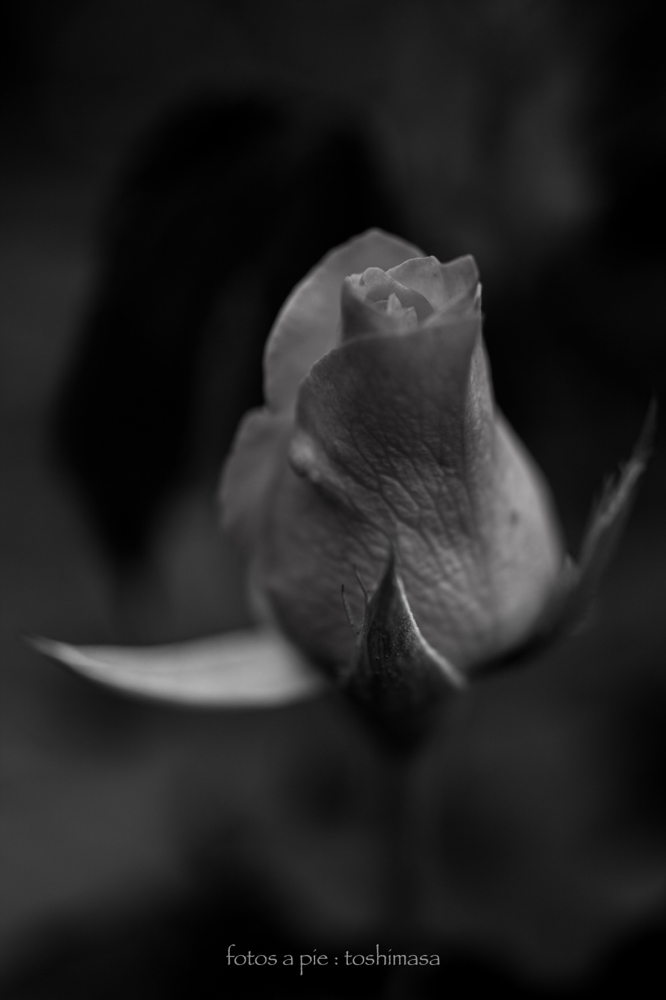 CanonEOS5Dmk2 Sigma50mmF2.8macro iso100 50mm f2.8 1/500 M