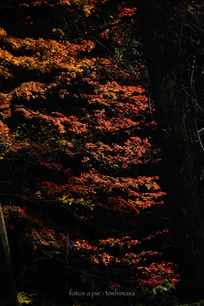 CanonEOS5Dmk2 CanonEF70-300mmF4-5.6L iso100 104mm f4.5 1/640 M
