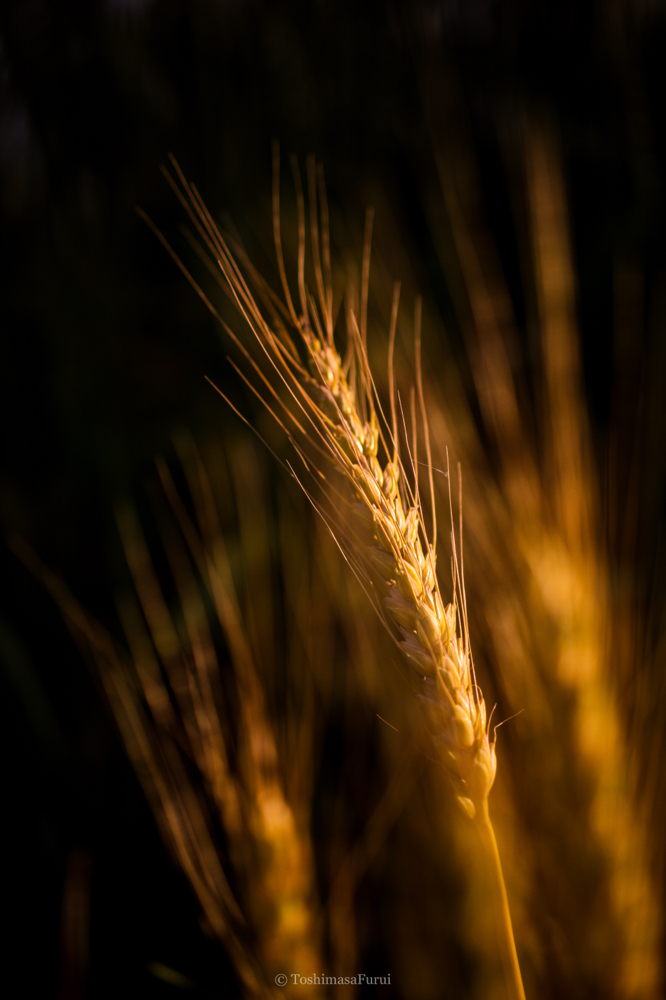 CanonEOS5Dmk2 Sigma50mmF2.8macroEX DG iso100 50mm f2.8 1/1600 M photo : toshimasa