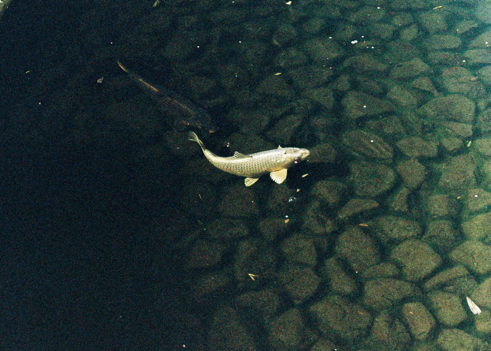 丈山苑 CanonF-1n CanonFD50mmF1.4 Lomography-400 photo : toshimasa