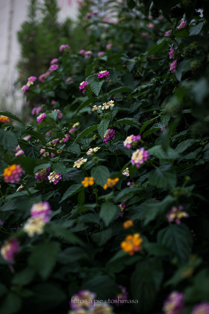 CanonEOS5Dmk2 Sigma50mmF2.8macro iso100 50mm f2.8 1/640 M photo : toshimasa