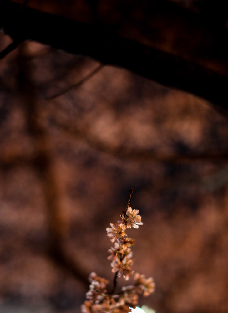 CanonEOS 5Dmk2 SIGMA50mmF1.4EX DG iso100 50mm f1.4 1" M photo : toshimasa