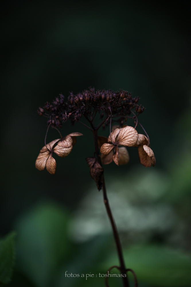 CanonEOS5Dmk2 CanonEF70-300mmF4-5.6L iso100 260mm f5.6 1/200 M photo : toshimasa