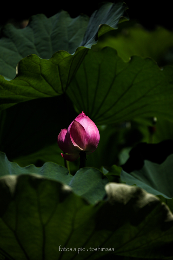 CanonEOS5Dmk2 CanonEF70-300mmF4-5.6L iso100 200mm f5.0 1/1250 M photo : toshimasa