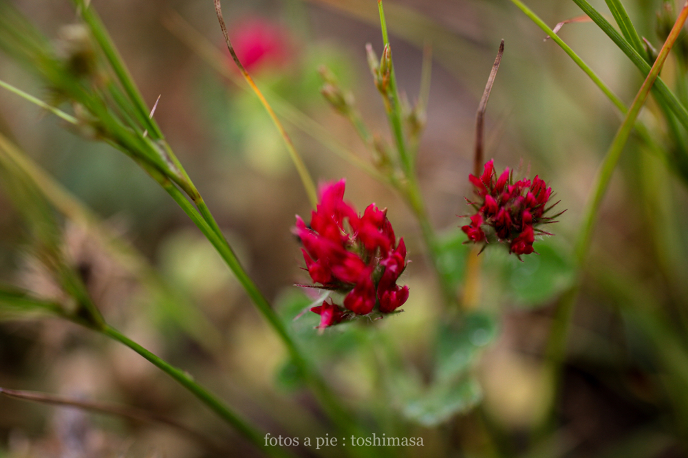CanonEOS5Dmk2 SIGMA50mmF2.8macroEX DG iso500 50mm f2.8 1/1600 M photo : toshimasa