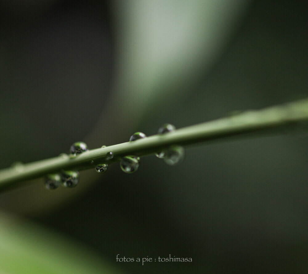 CanonEOS5Dmk2 SIGMA50mmF2.8EXmacro iso500 50mm f2.8 1/1000 M photo : toshimasa