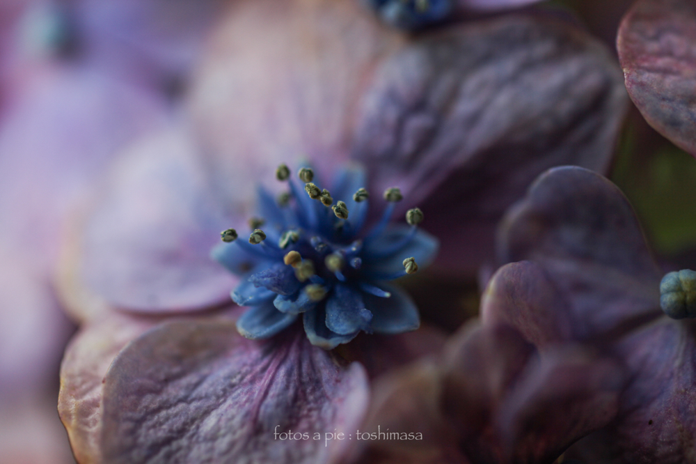 CanonEOS5Dmk2 SIGMA50mmF2.8macro iso200 50mm f2.8 1/200 M photo : toshimasa