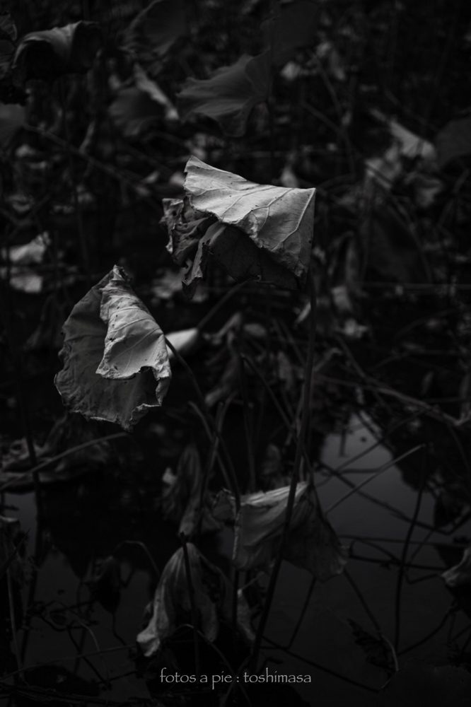 CanonEOS5Dmk2 Sigma50mmF2.8macro iso100 50mm f3.2 1/2000 M