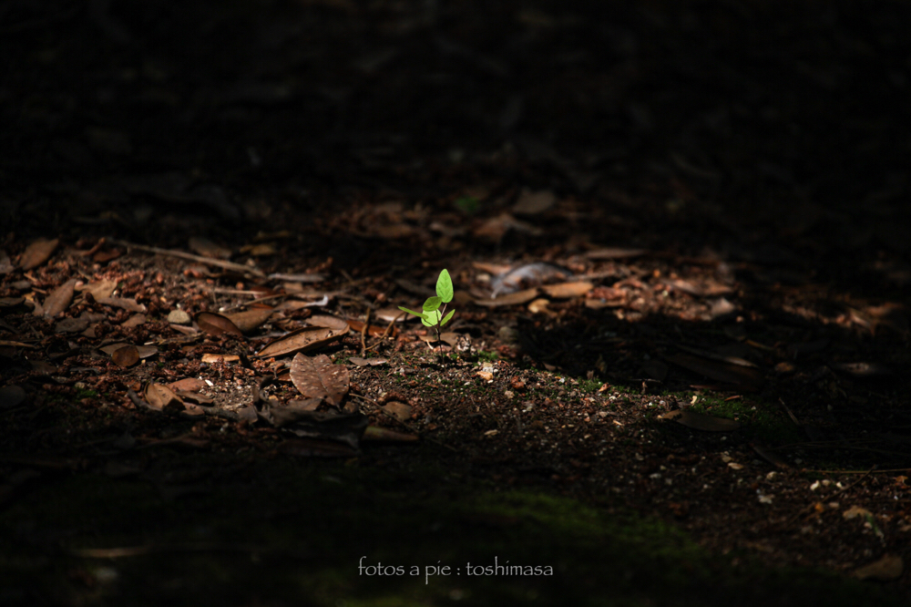 CanonEOS5Dmk2 CanonEF70-300mmF4-5.6L iso100 300mm f5.6 1/800 M photo : toshimasa