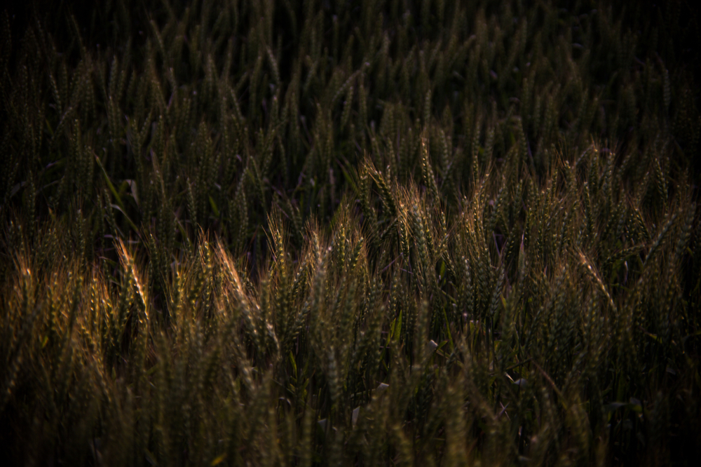 CanonEOS5Dmk2 CanonFD100mmF4 iso200 100mm f4 1/500 M photo : toshimasa
