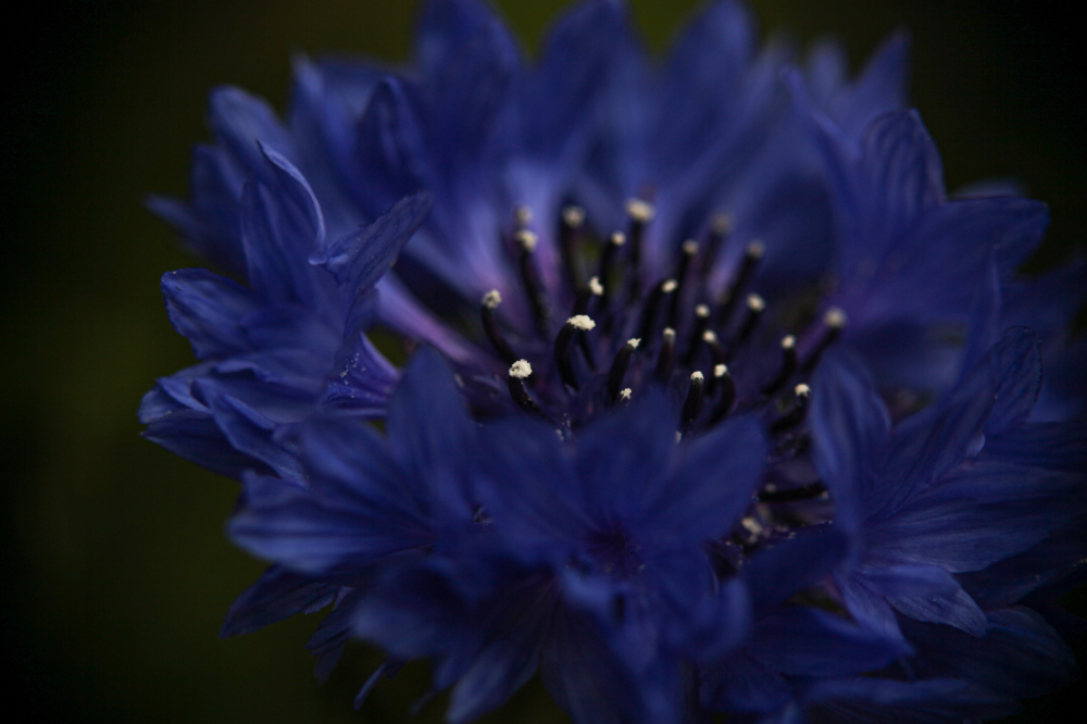 CanonEOS5Dmk2 CanonNewFD100mmF4-Macro+FD50 iso100 100mm f4 1/500 M photo : toshimasa
