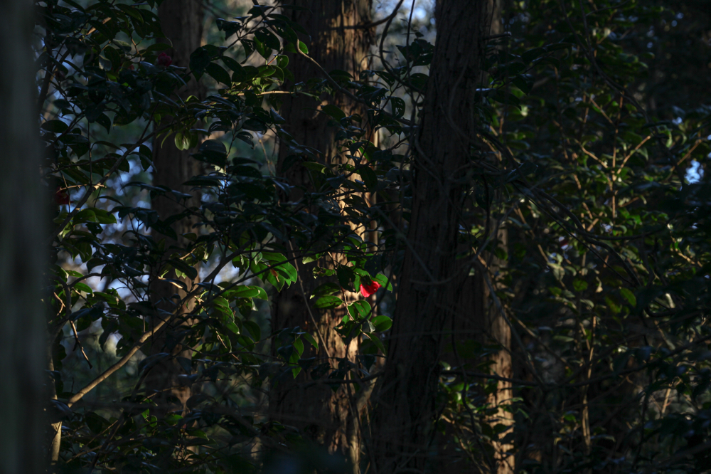 CanonEOS5Dmk2 CanonEF70-300mmF4-5.6L iso100 176mm f10 1/13 photo : toshimasa