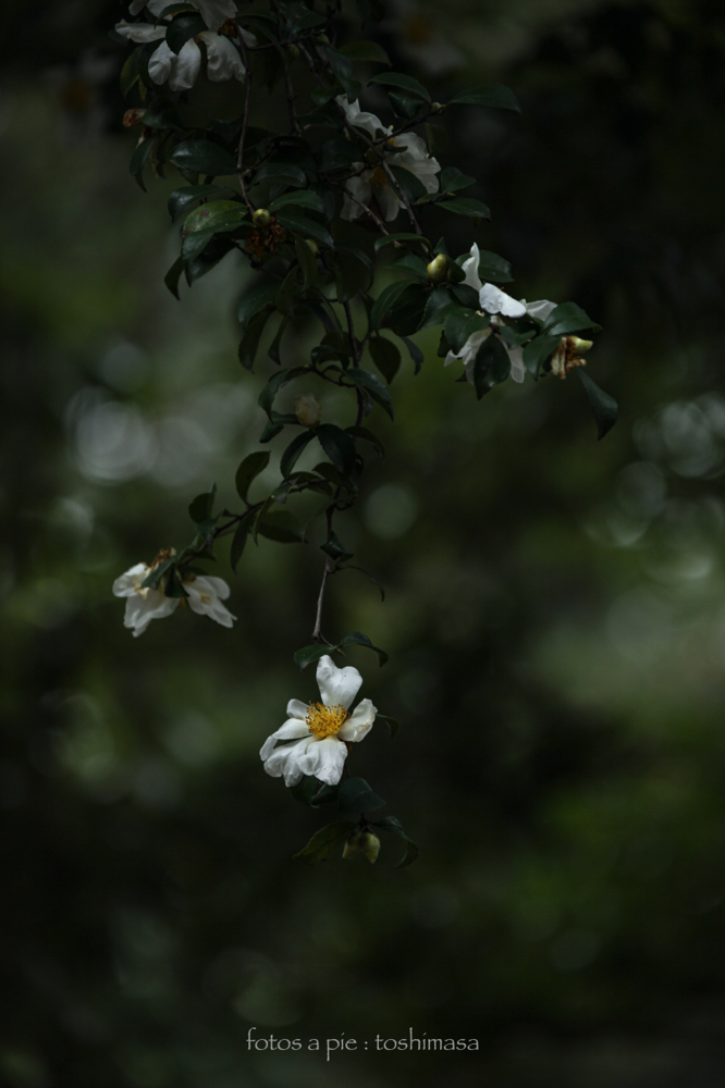 CanonEOS5Dmk2 CanonEF70-300mmF4-5.6L iso100 244mm f5.6 1/125 M