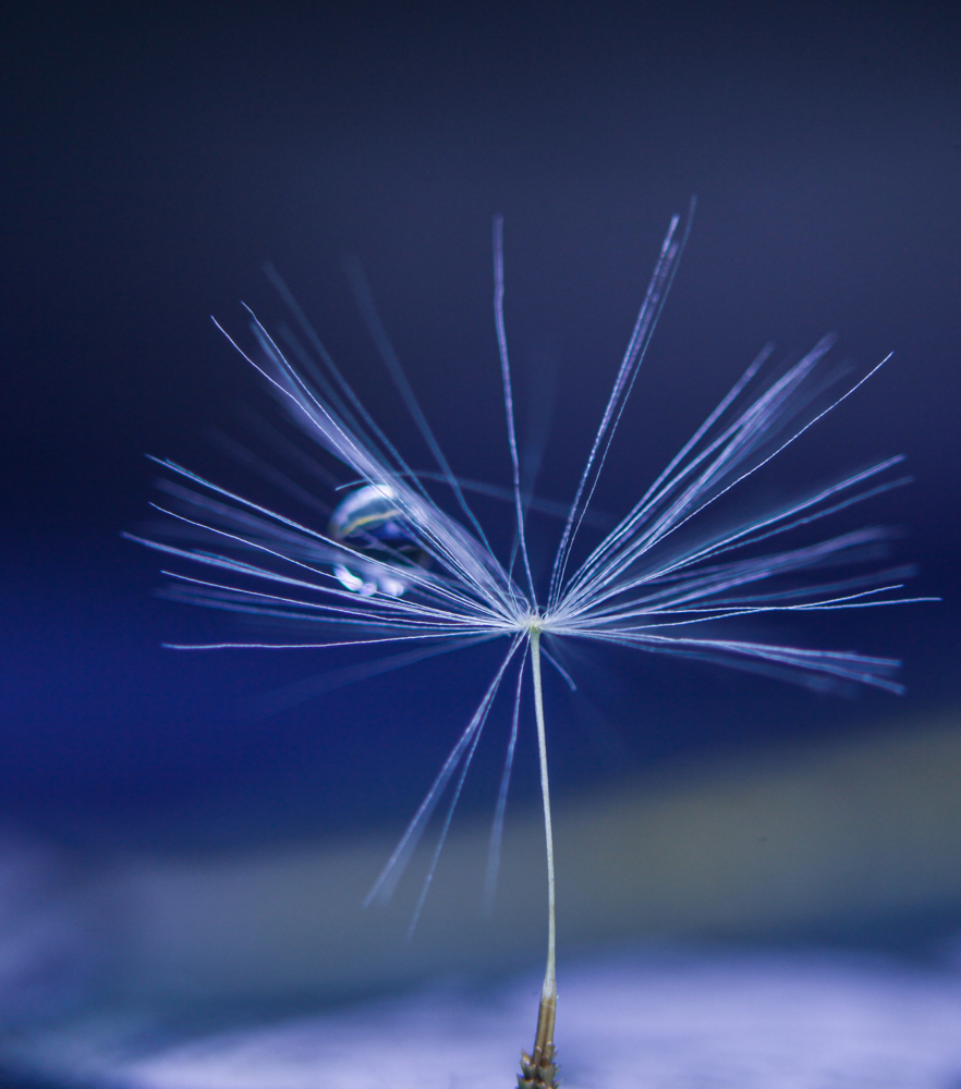 CanonEOS5Dmk2 CanonFD100mmF4macro+FD50 iso400 100mm f4 1/40 M photo : toshimasa