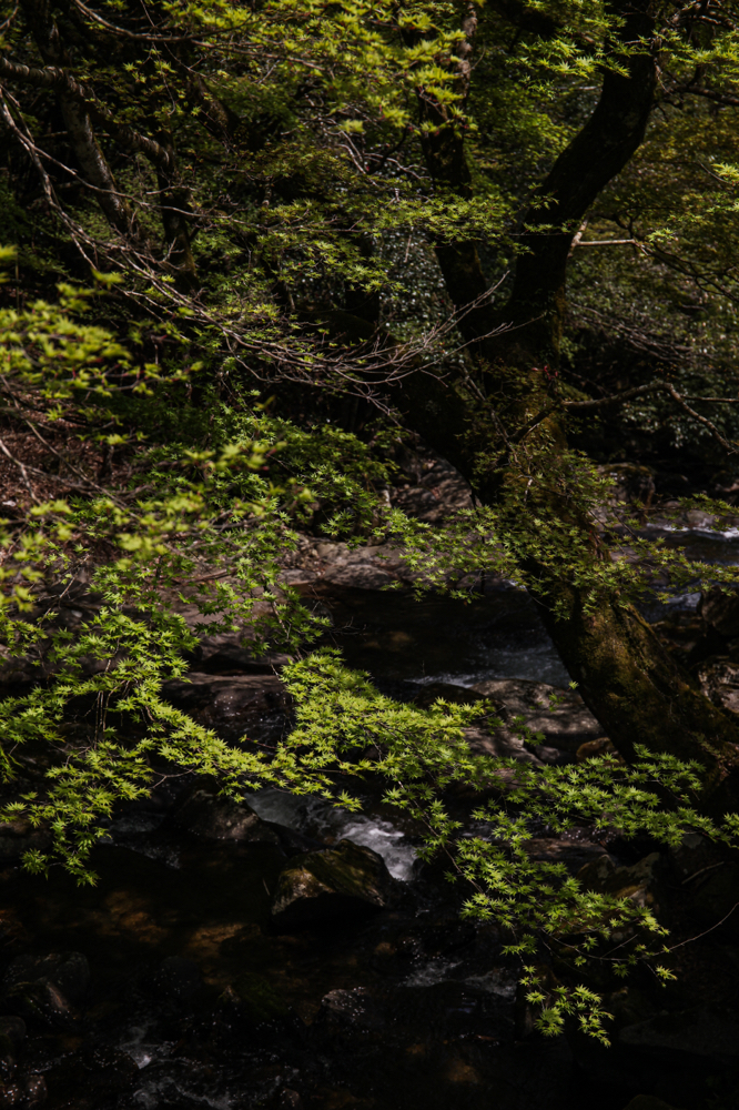 CanonEOS5Dmk2 CanonEF24-70mmF4L iso100 70mm f5.6 1/640 M photo : toshimasa