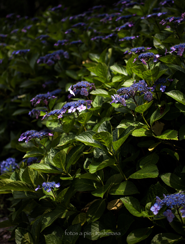 CanonEOS5Dmk2 Sigma50mmF2.8macro iso100 50mm f2.8 1/2500 M photo : toshimasa