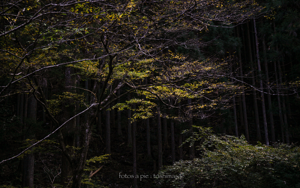 CanonEOS5Dmk2 CanonEF24-70mmF4L iso100 53mm f4 1/80 M