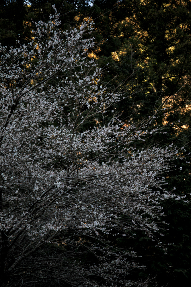 野原川 CanonEOS 5Dmk2 CanonEF24-70mmF4L iso100 70mm f4 1/125 Tv photo: toshimasa