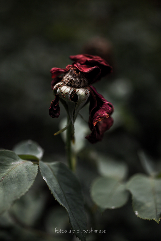 CanonEOS5Dmk2 Sigma50mmF2.8macro iso100 50mm f2.8 1/3200 M photo : toshimasa