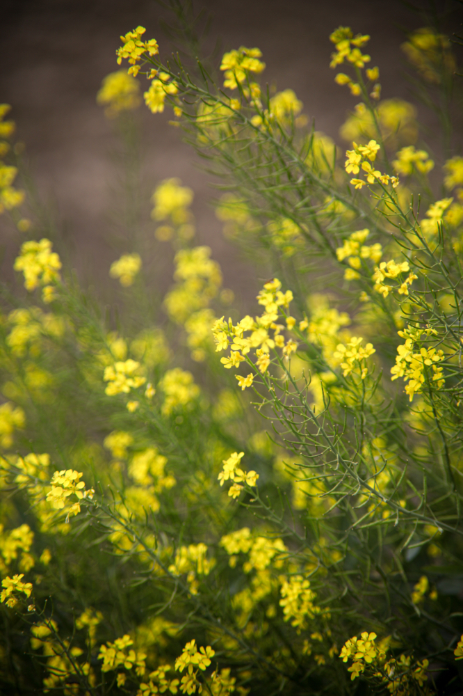 CanonEOS5Dmk2 CanonFD135mmF2.5sc iso100 135mm f2.5 1/650 M photo : toshimasa