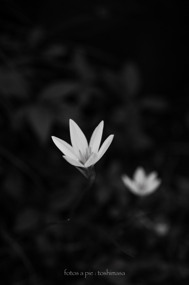 CanonEOS5Dmk2 Sigma50mmF2.8macro iso100 50mm f3.2 1/200 M