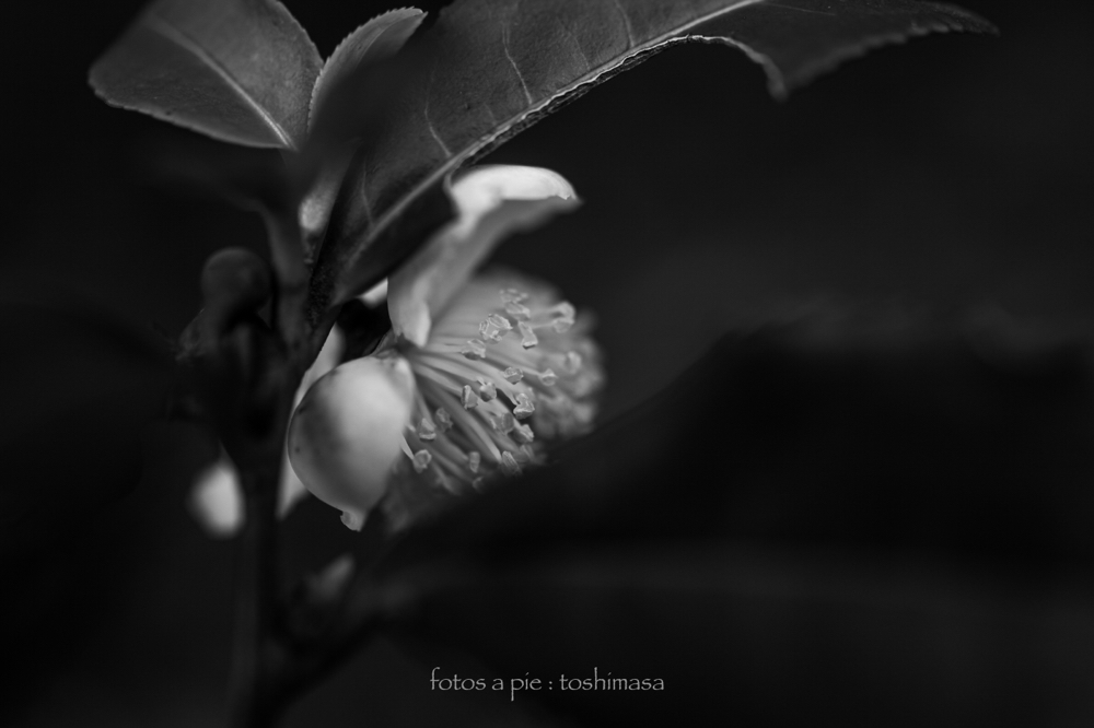 CanonEOS5Dmk2 Sigma50mmF2.8macro iso100 50mm f3.2 1/320 M