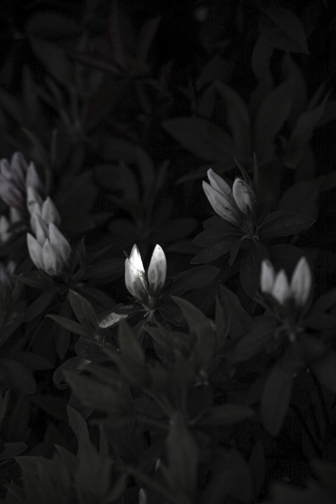 CanonEOS5Dmk2 Sigma-Z pantel 135mmF2.8 iso100 135mm f4 1/1600 M photo : toshimasa