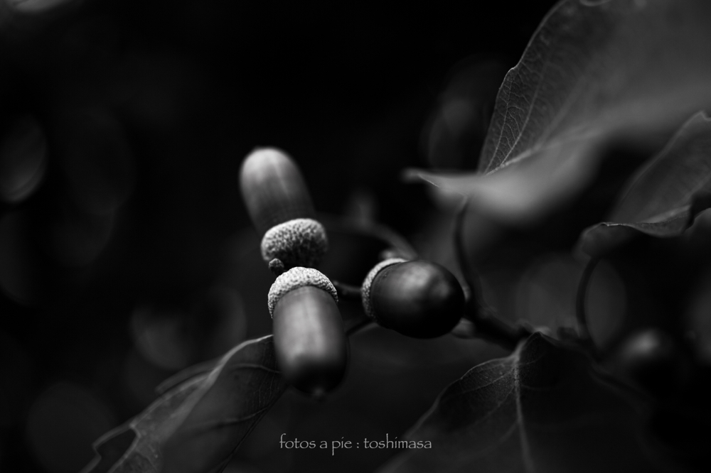 CanonEOS5Dmk2 Sigma50mmF2.8macro iso100 50mm f3.2 1/320 M