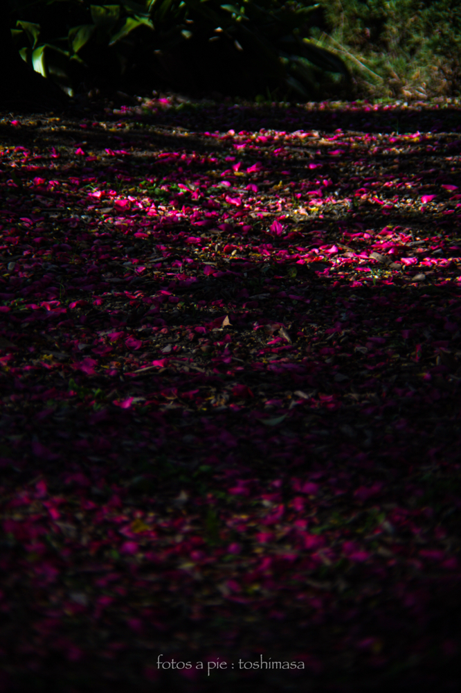 CanonEOS5Dmk2 CanonFD100mmF2.8 iso100 100mm f2.8 1/1250 M