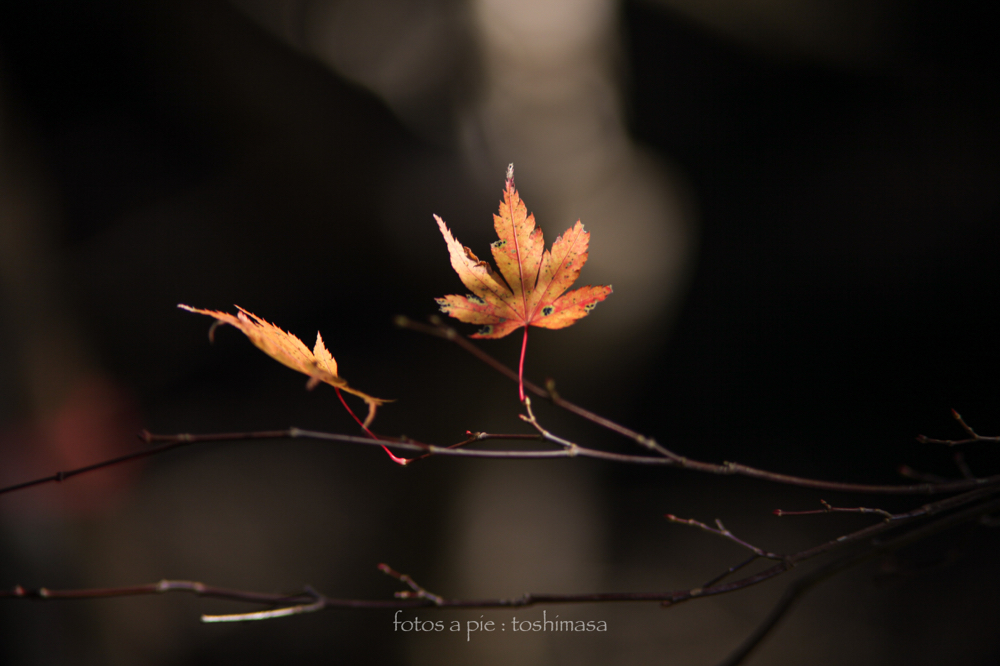 CanonEOS5Dmk2 CanonFD135mmF2.5sc iso100 f2.5 135mm 1/500 M