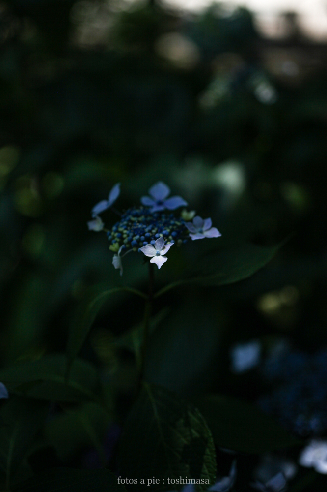 CanonEOS5Dmk2 SIGMA50mmF2.8macroEX-DG iso200 50mm f2.8 1/3200 M photo : toshimasa