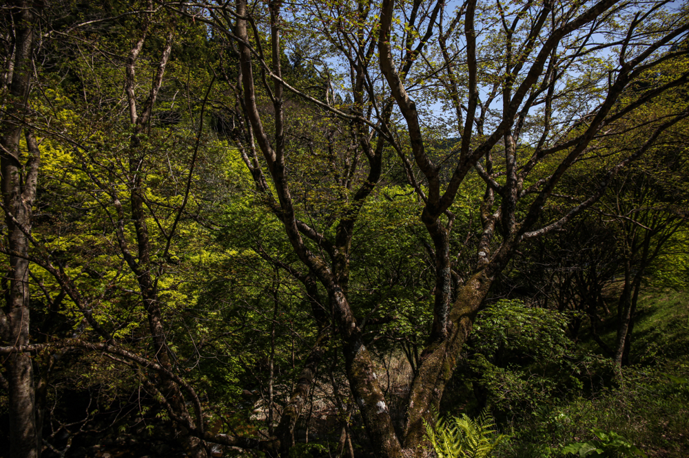 CanonEOS5Dmk2 CanonEF24-70mmF4L iso100 24mm f5.6 1/640 M photo : toshimasa