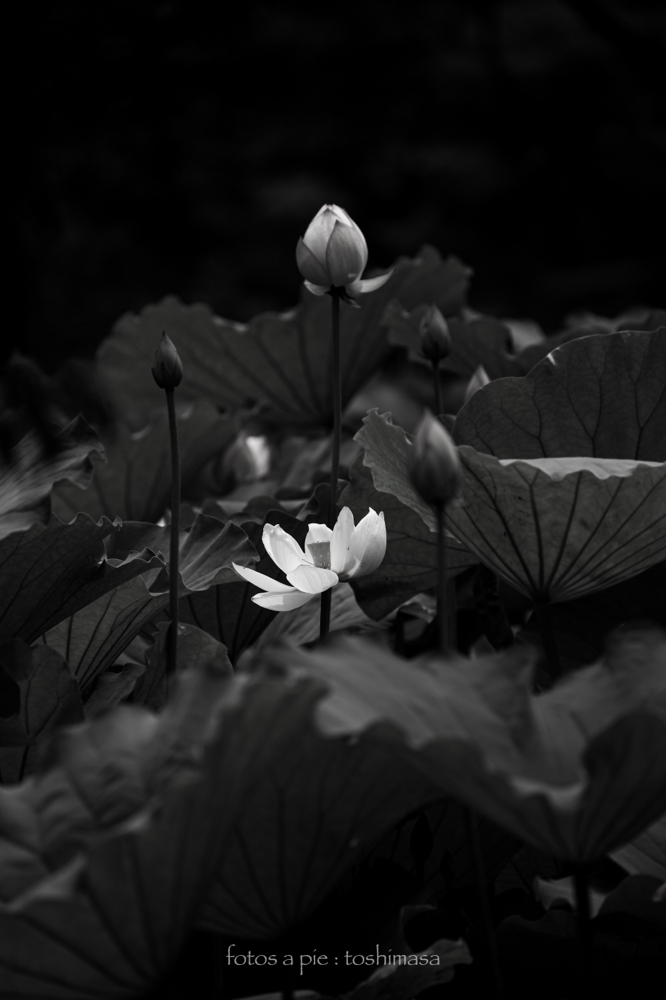 CanonEOS5Dmk2 CanonEF70-300mmF4-5.6L iso100 300mm f5.6 1/1250 M photo : toshimasa