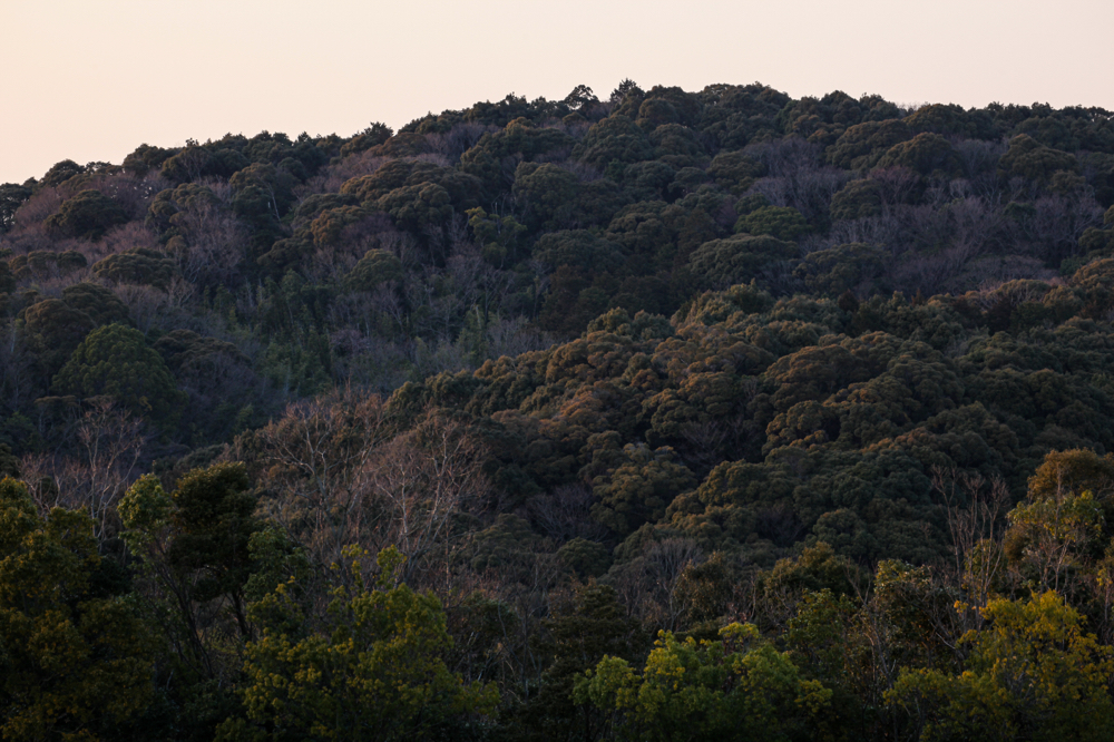 CanonEOS 5Dmk2 CanonEF70-300L iso100 170mm f10 1/20 M photo : toshimasa