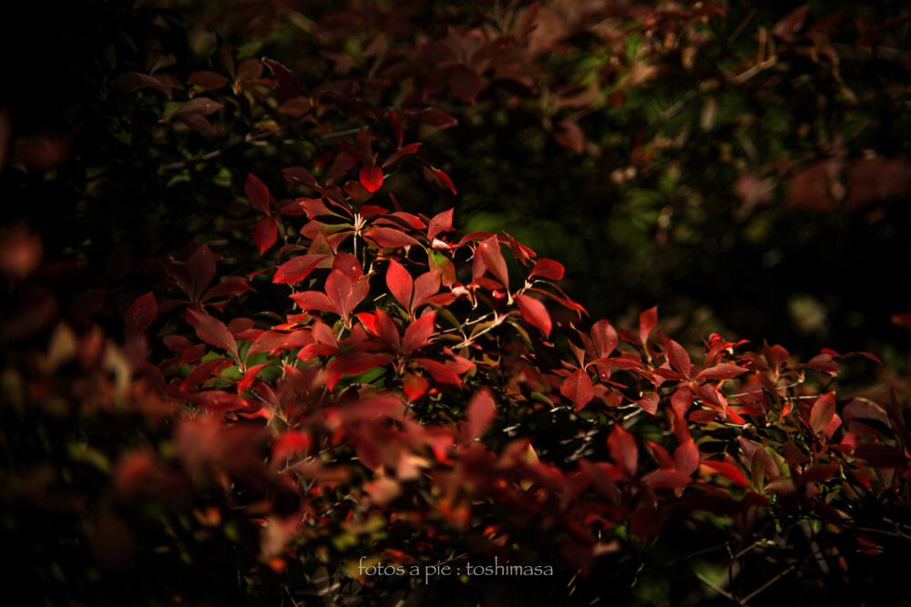 CanonEOS5Dmk2 CanonFD135mmF2.5sc iso100 135mm f2.5 1/1600 M