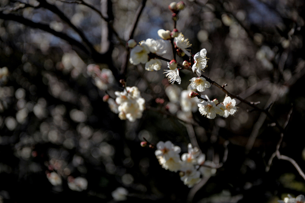 丈山苑 CanonEOS 5Dmk2 CanonEF24-70mmF4L iso100 57mm f4 1/1600 Tv photo : toshimasa