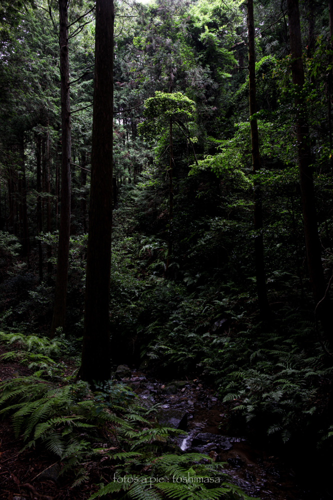 CanonEOS5Dmk2 CanonEF24-70mmF4L iso200 24mm f8 1/13 M photo : toshimasa