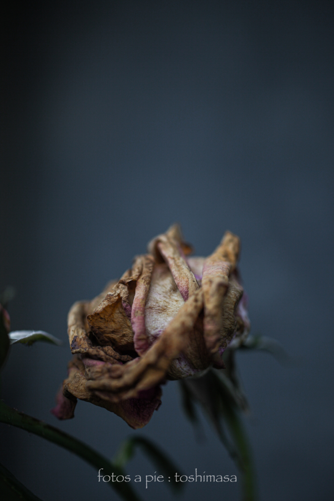 CanonEOS5Dmk2 SIGMA50mmF2.8macro iso100 50mm f2.8 1/320 M photo : toshimasa