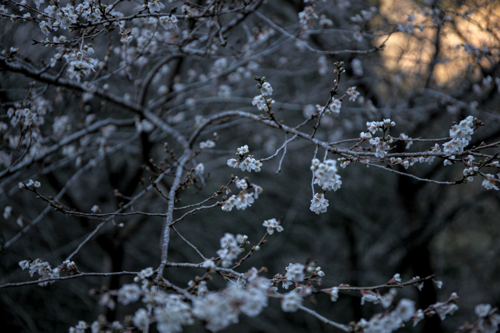 野原川 CanonEOS 5Dmk2 CanonEF24-70mmF4L iso100 70mm f4 1/125 Tv photo: toshimasa