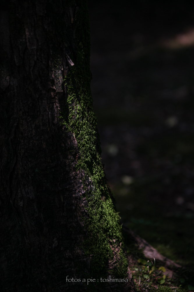 CanonEOS5Dmk2 CanonEF70-300mmF4-5.6L iso100 160mm f5.0 1/640 M photo : toshimasa