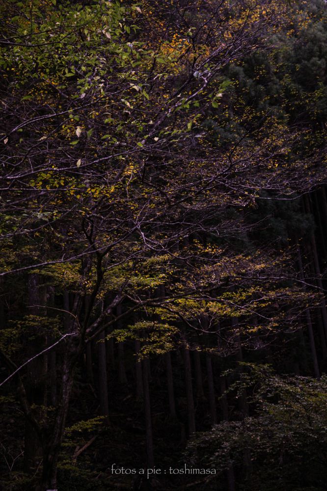 CanonEOS5Dmk2 CanonEF24-70mmF4L iso100 53mm f4 1/80 M