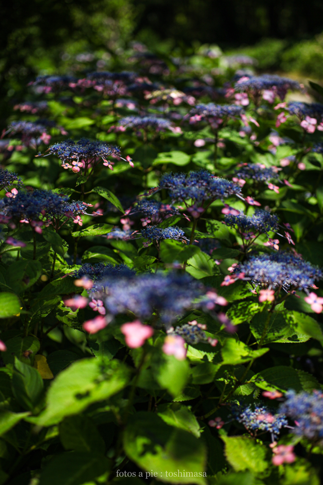 CanonEOS5Dmk2 SIGMA50mmF2.8macroEX-DG iso200 50mm f2.8 1/3200 M photo : toshimasa