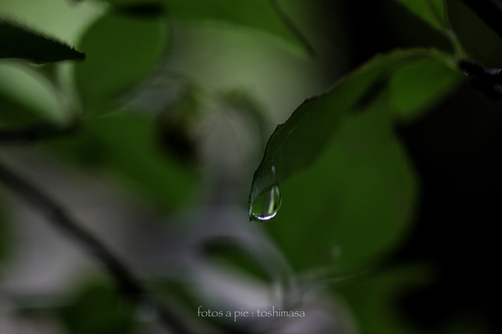 CanonEOS5Dmk2 SIGMA50mmF2.8EXmacro iso500 50mm f2.8 1/200 M photo : toshimasa