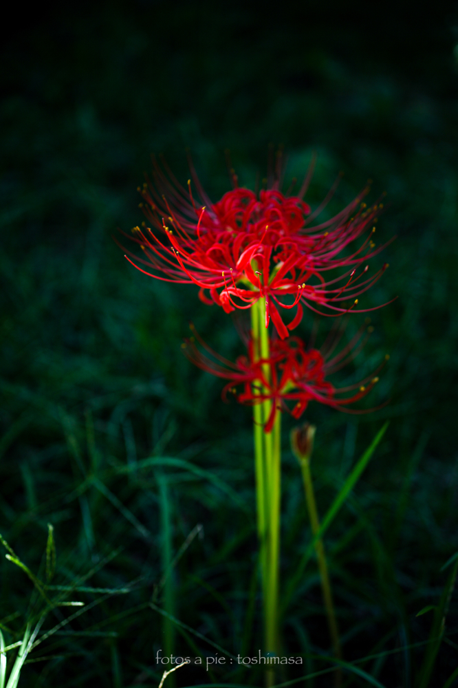 CanonEOS5Dmk2 Sigma50mmF2.8macro iso100 50mm f2.8 1/400 M
