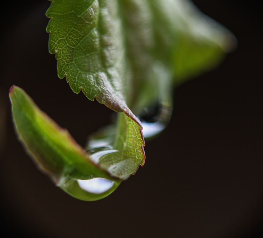 CanonEOS5Dmk2 CanonFD100mmF4macro+FD50 iso200 100mm f4 1/320 M photo : toshimasa