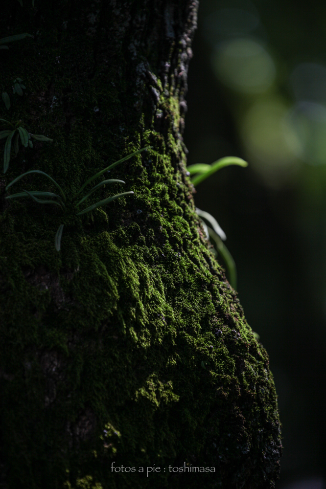 CanonEOS5Dmk2 CanonEF70-300mmF4-5.6L iso100 269mm f5.6 1/250 M photo : toshimasa