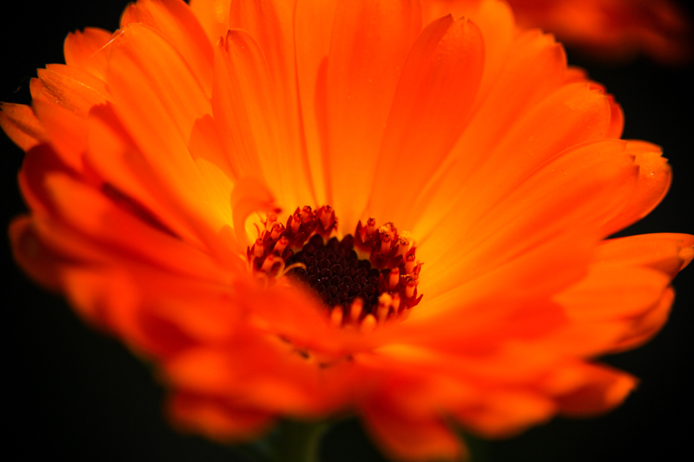 CanonEOS5Dmk2 CanonNewFD100mmF4-Macro+FD50 iso100 100mm f4 1/500 M photo : toshimasa